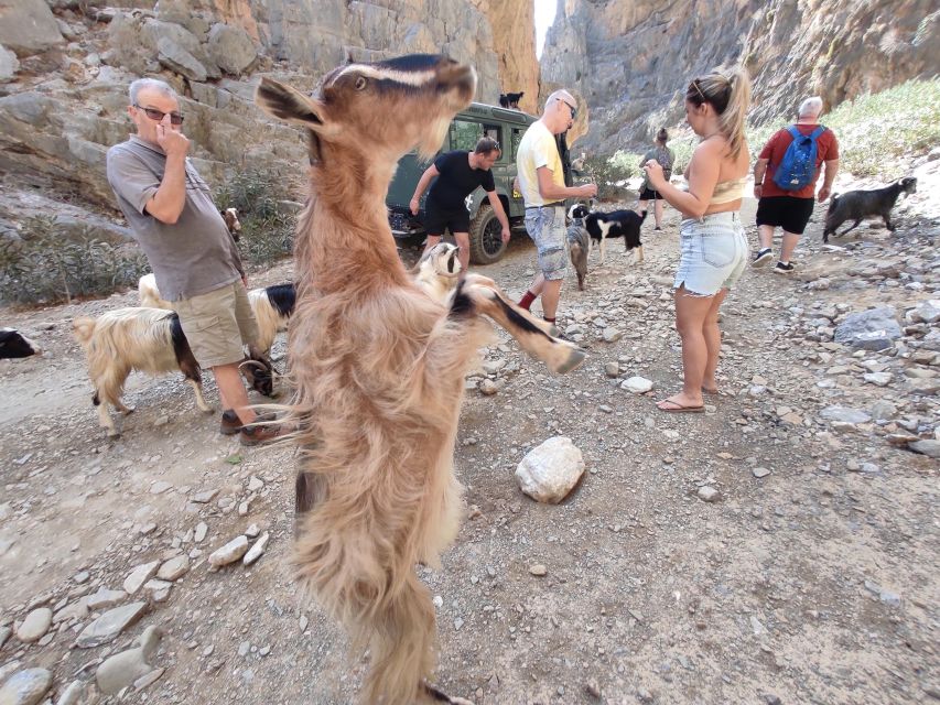 Crete: Trypiti Beach Off-Road South Tour w/ Lunch & Wine - Lunch with wine and water in the St. Savvas olive forest area