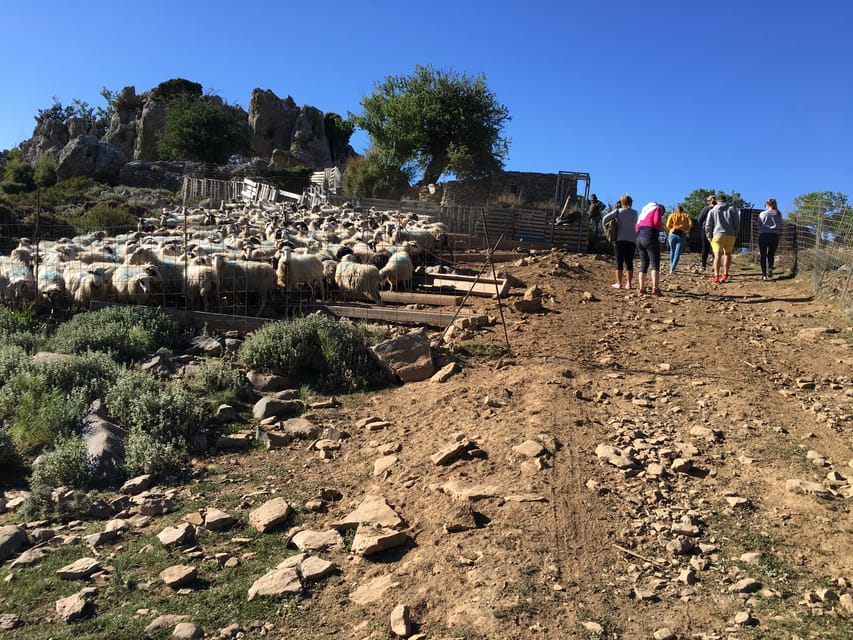 Crete: White Mountains Preserve Day Tour - Skonizo, viewpoint stops, and the chance to spot eagles and goats