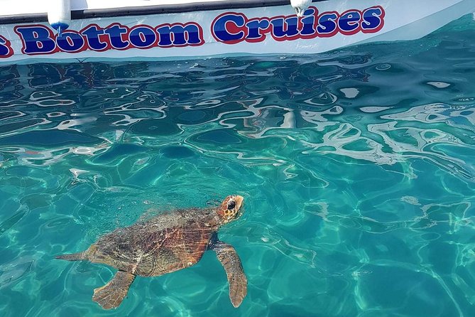 Cruise to turtle's island and caves with a glass bottom boat - Quick Take: What Matters Most