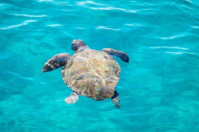 Cruise to turtle's island and caves with a glass bottom boat - Who This Tour Is Best For (and Who Might Want a Different Plan)