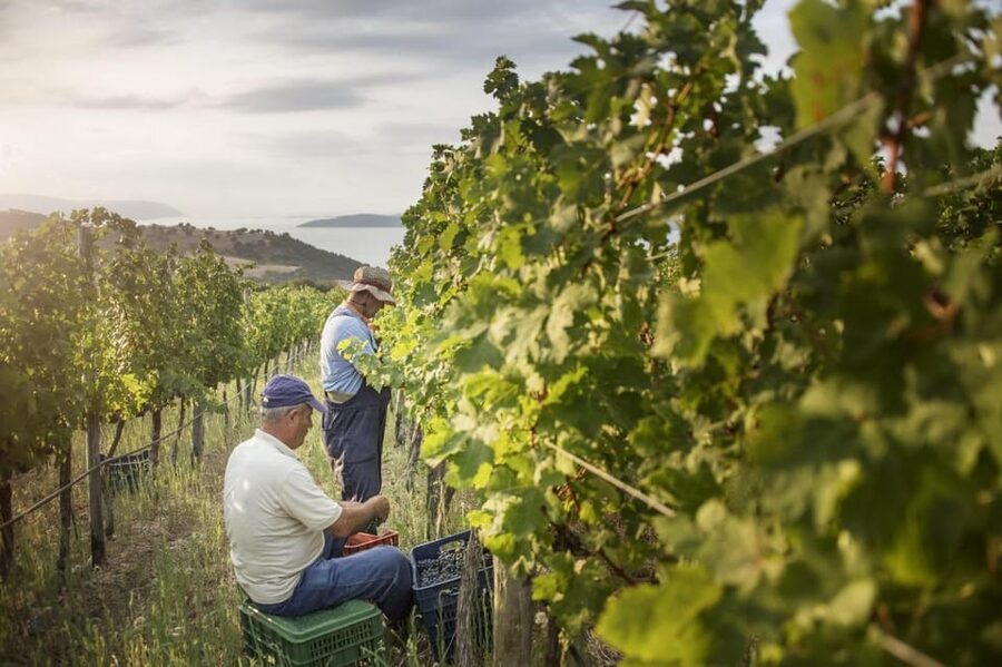 Evening of Wine and Scenic Views in Skiathos - Getting There: Why the Transfer Matters More Than You Think