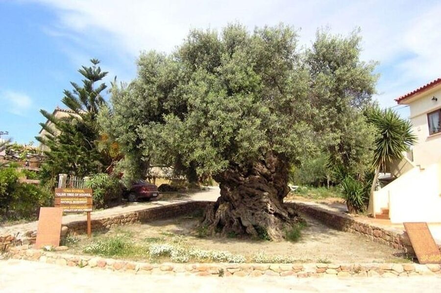 From Chania: Olive Oil, Wine, Cheese & Honey Tasting Tour - Cheese factory tasting, production meets awards