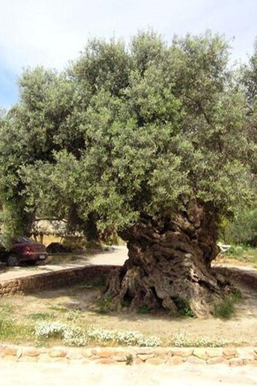 From Chania: Olive Oil, Wine, Cheese & Honey Tasting Tour - Pnevmatikakis Winery in Nopigia, wine tasting with lots of choice