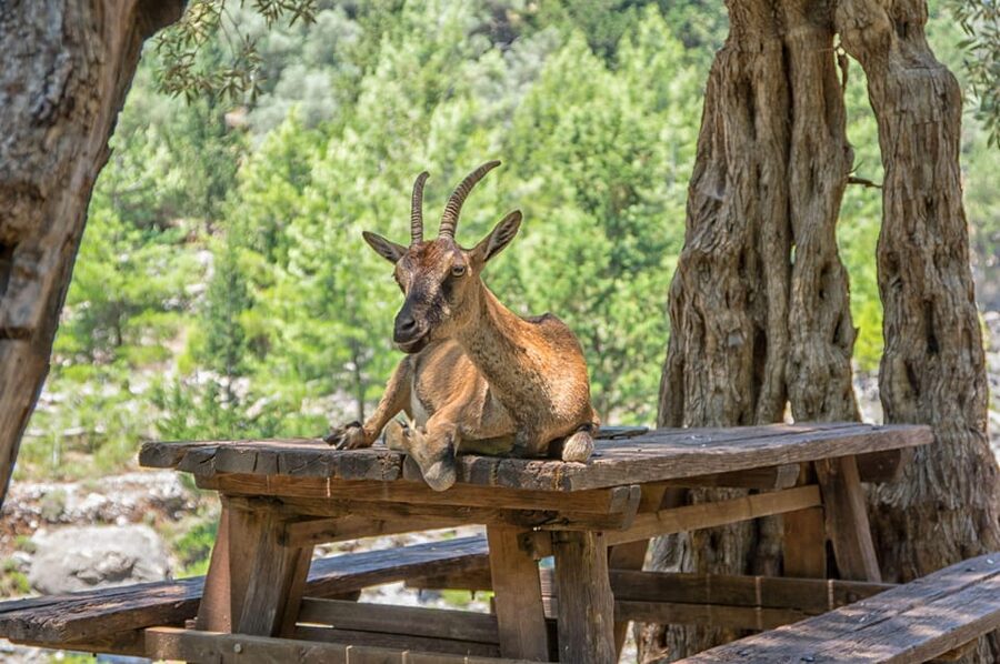 From Chania: Samaria Gorge with Professional Hiking Guide - Omalos morning break, where you set yourself up to feel good at kilometer 1
