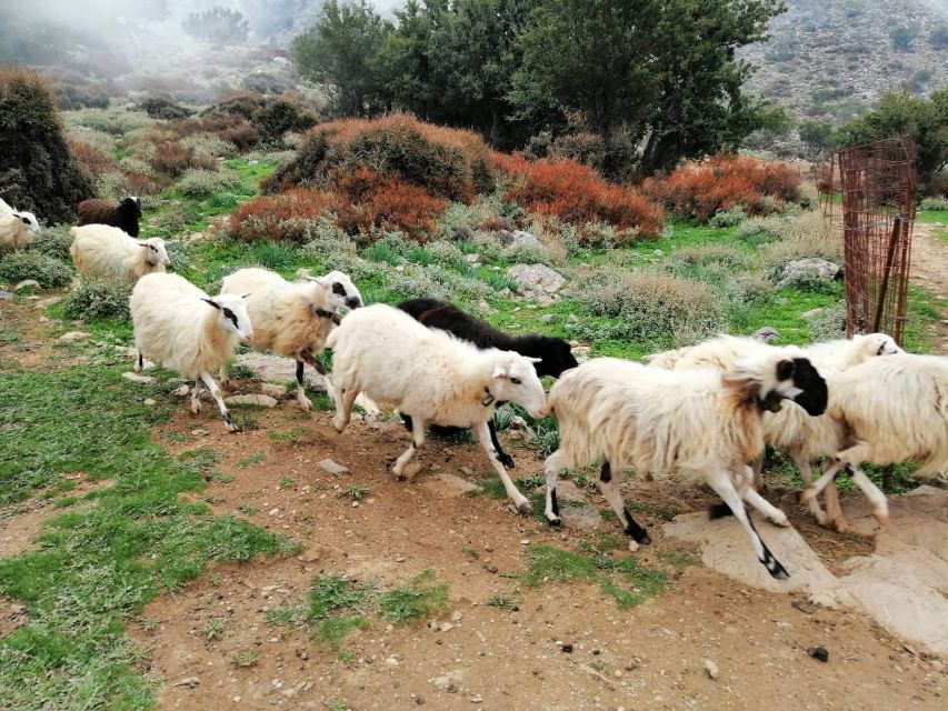 From Chania: White Mountains Land Rover Safari - Before you go: shoes, jacket, and camera habits that pay off