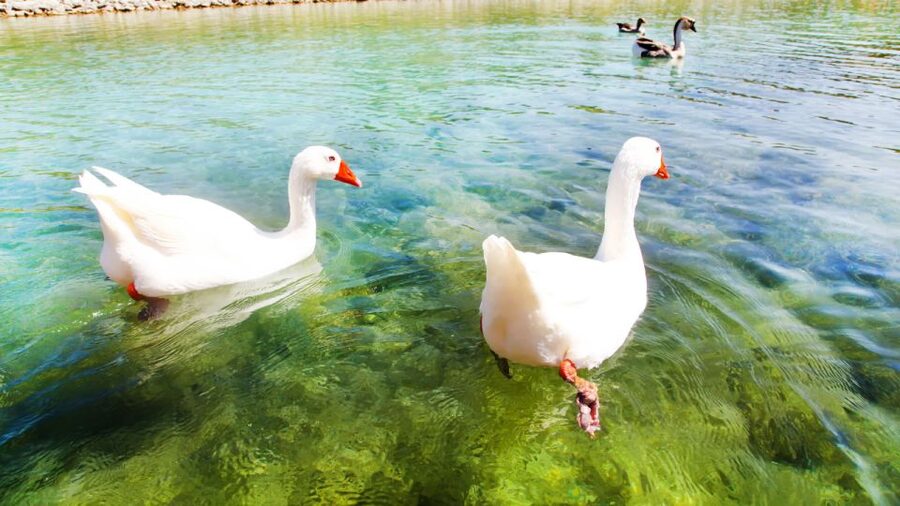 From Heraklion: Chania Town, Kournas Lake, and Rethymno Tour - Kournas Lake: Clear Water, Pedal Boat Option, and a Real Break
