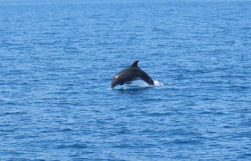 From Kos:A full day cruise in the newest luxury vessel! - Swimming, snorkeling, and the boat’s lively onboard rules
