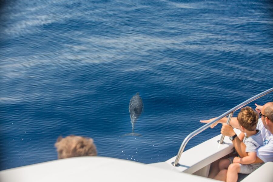 From Lefkimmi: Paxos, Antipaxos & Blue Caves Speedboat Tour - Paxos and Antipaxos: why this speedboat day feels special