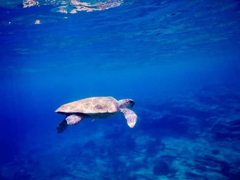 From Milopotas: Ios Island Scenic Snorkeling Cruise - Optional cliff jumping: fun if the sea cooperates