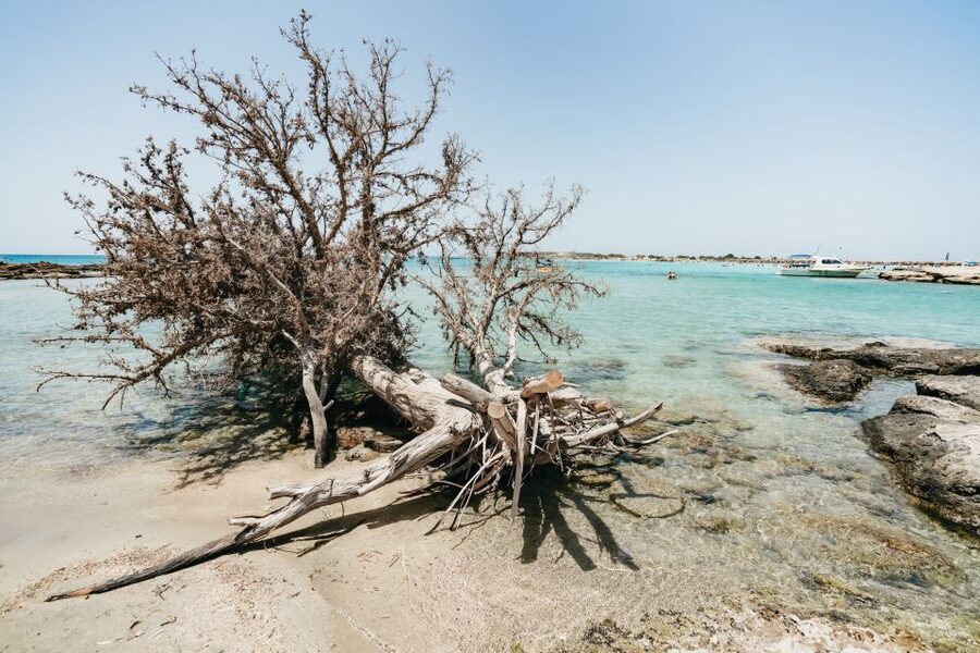 From Rethymno/Kavros: Elafonissi Pink Sand Beach Tour - Pink sand that feels unreal, even when the beach is busy