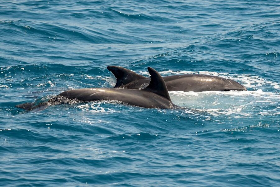 From the Port of Kos: Full Day Boat Cruise to 3 Islands - Fish Farms and Dolphin Watching: The Best Kind of Surprise