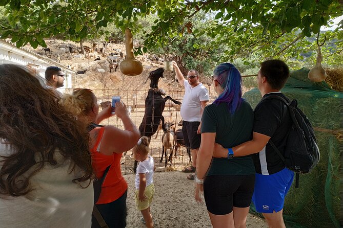 Full-Day Jeep Safari Tour with Cooking Lesson - Plati and Krasi plane trees: the quiet breaks between the big moments