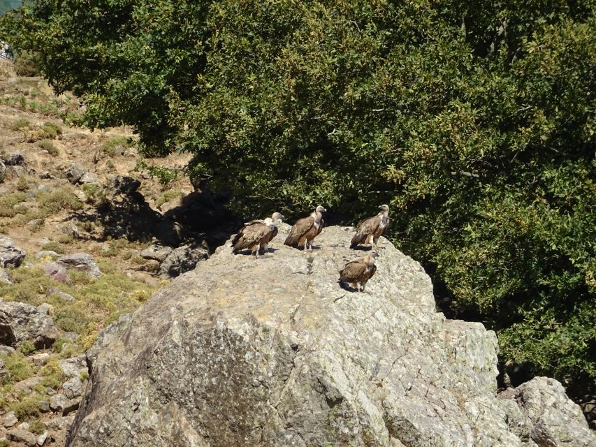 Georgioupolis Full-Day Land Rover Safari Experience - Key things to know before you go