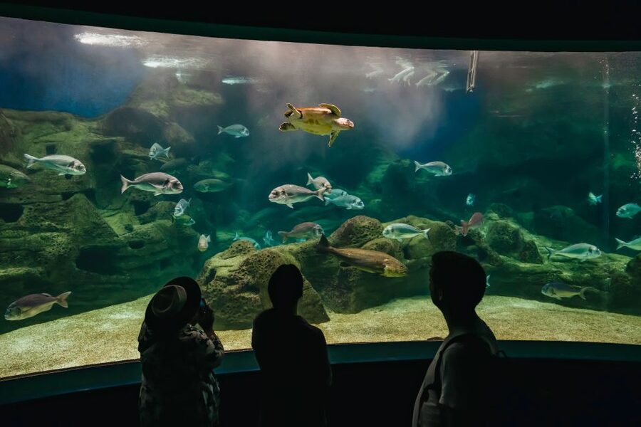 Heraklion Area: CRETAquarium Admission Ticket - Key points before you go