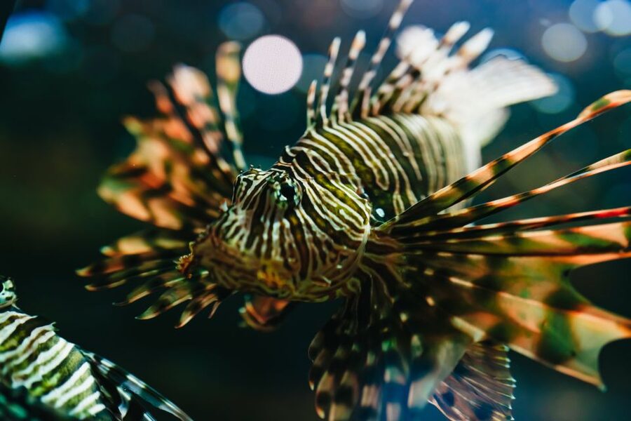Heraklion Area: CRETAquarium Admission Ticket - CRETAquarium in the THALASSOKOSMOS park: science plus a sea creature day pass