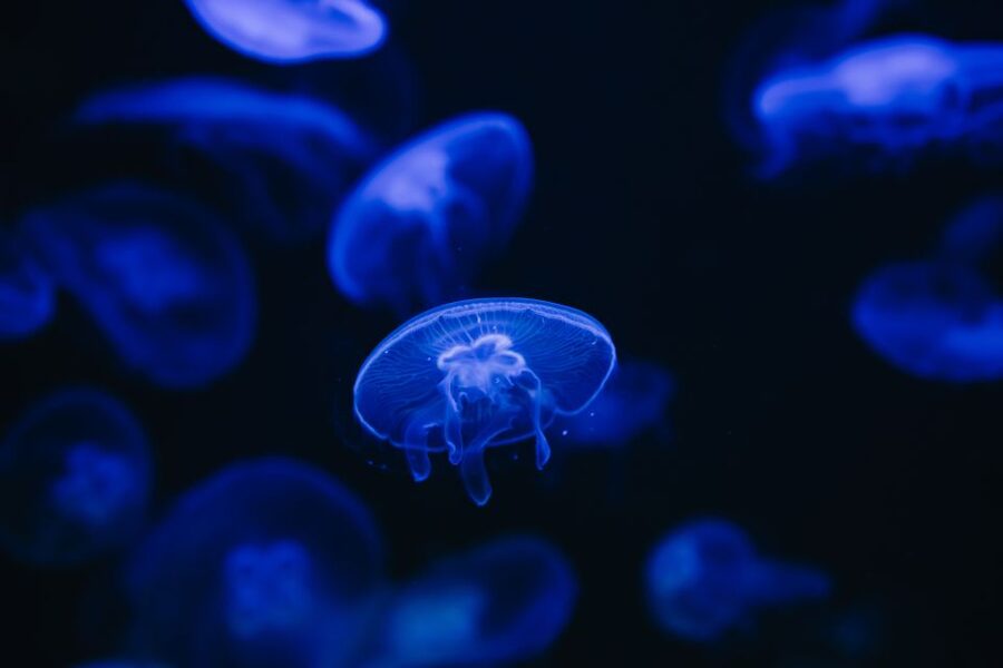 Heraklion Area: CRETAquarium Admission Ticket - Walking the habitats: from Mediterranean crevices to the open ocean