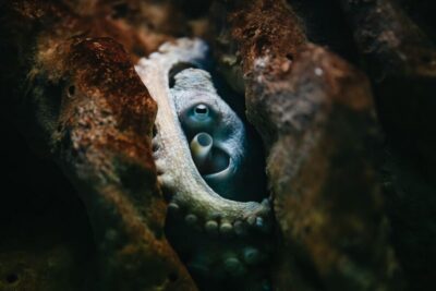 CRETAquarium Admission Ticket