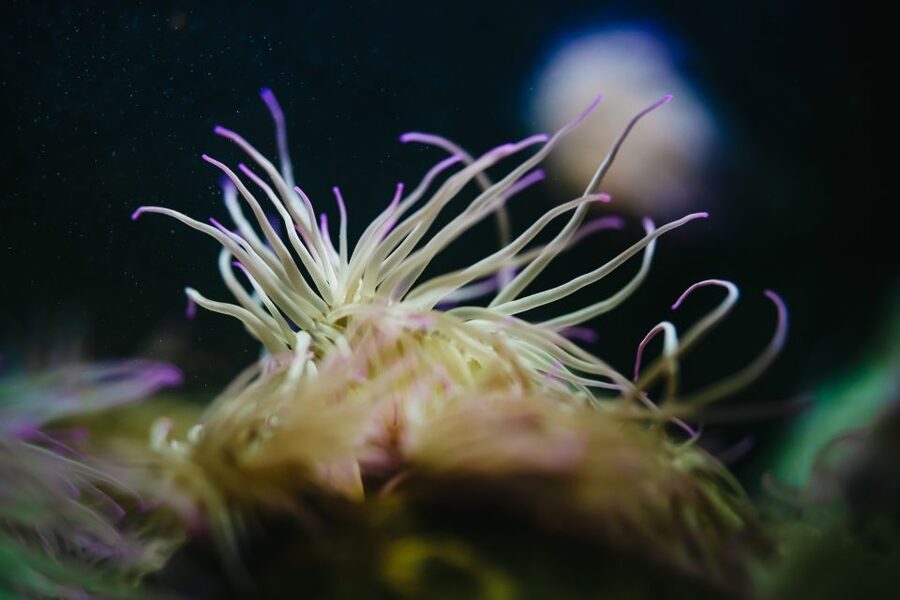 Heraklion Area: CRETAquarium Admission Ticket - The animals you’ll remember: sharks, stingrays, jellyfish, and clownfish