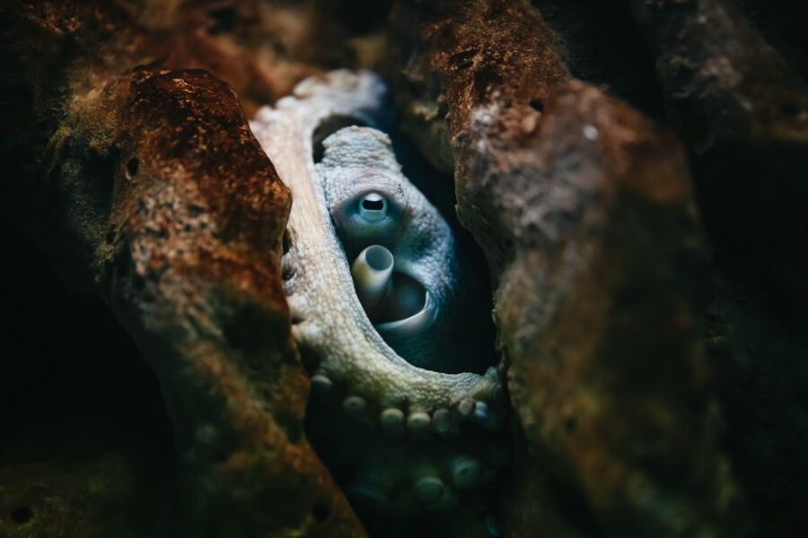 Heraklion Area: CRETAquarium Admission Ticket - Tickets, timing, and what 1 day really means here