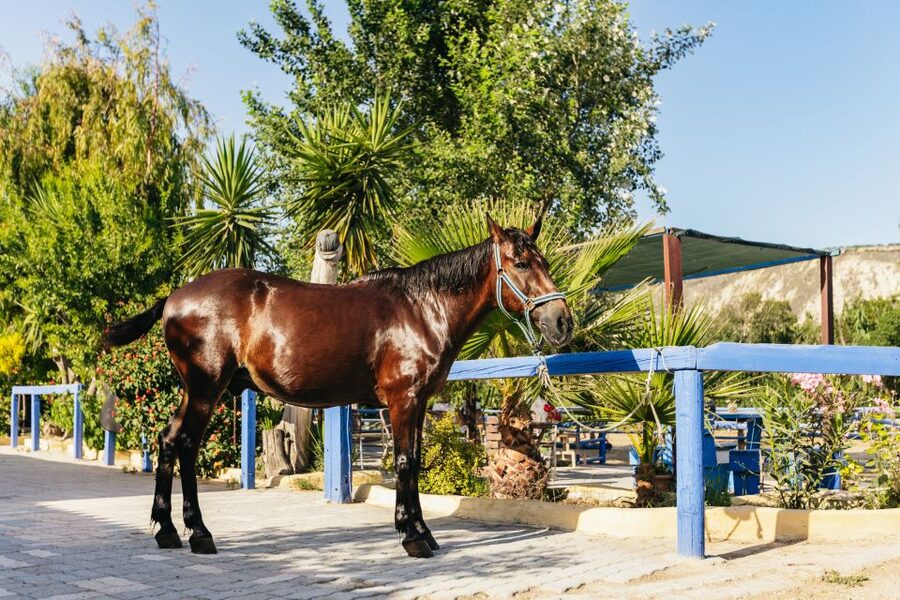 Heraklion: Finikia Horse Riding Tour with Lunch or Dinner - The farm garden meal: homemade Cretan food, wine, and what to expect