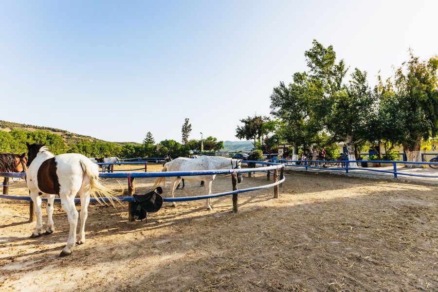 Heraklion: Finikia Horse Riding Tour with Lunch or Dinner - The 4.5-hour flow: coffee, safety checks, mountain break, then lunch or dinner