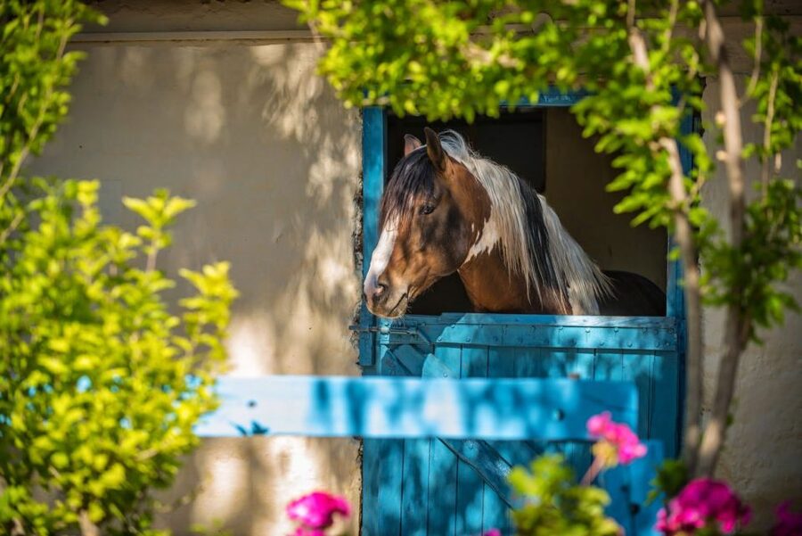 Heraklion: Horseriding Day Tour with Lunch and Transfer - Family-friendly vibe: adults, kids, and the pace that keeps everyone safe