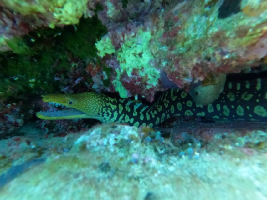 Heraklion: Scuba Diving Experience for Beginners _Beach - Gear-up and the guided 45-minute underwater session close to shore