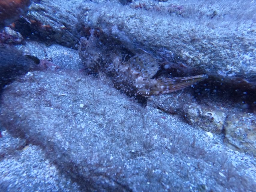 Heraklion: Scuba Diving Experience for Beginners _Beach - The half-day schedule, 9:15am or 11:30am to your return