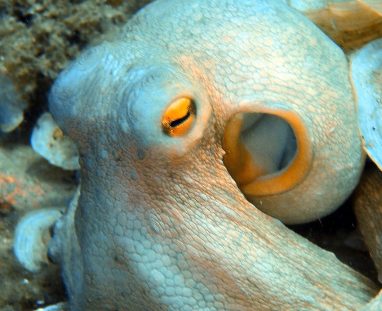 Heraklion: Scuba Diving Experience for First-Timers - Meeting Point in Ligaria: Where to Show Up