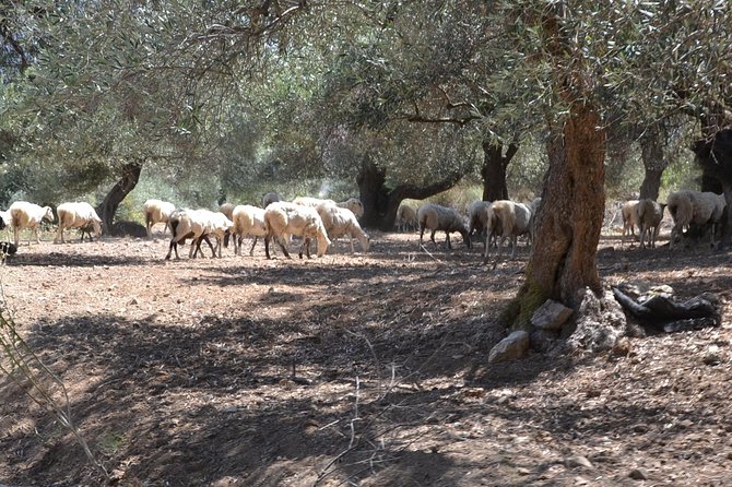 Jeep Safari 4x4 Crete real off road mountain tracks with Lunch from Hersonissos - Off-Road Gorge Crossing and the Aposelemis Dam Area