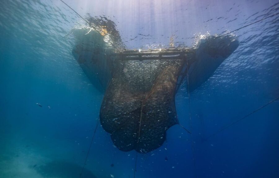 Kamiros Skala: Marine Life Experience by Boat - Stroggyli Islet Snorkeling: Clear Water, Protected Area, Big Fish Potential