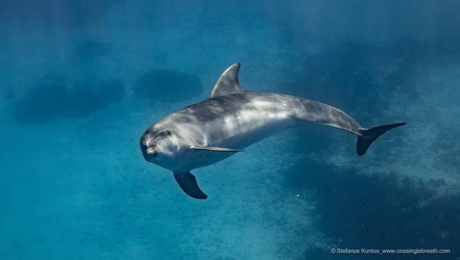 Kamiros Skala: Marine Life Experience by Boat - Safety, Comfort, and Small Rules That Matter