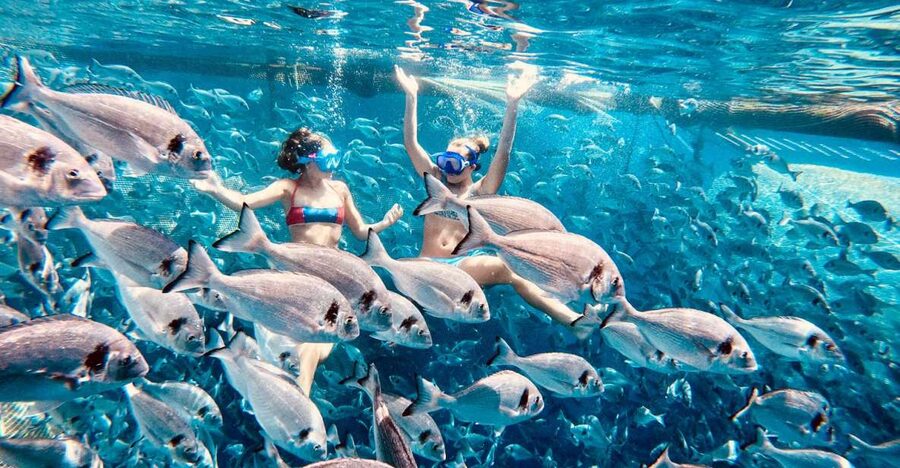 Kamiros Skala: Marine Life Experience by Boat - Value for $106: What You’re Really Paying For