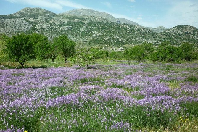 Katharo Route Tour from Agios Nikolaos - Morning pickup from Elounda to Istron and what “off the beaten track” means