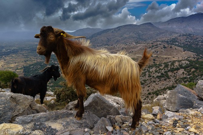 Katharo Route Tour from Agios Nikolaos - Lassinthos Eco Park and Krassi, where crafts meet farming life