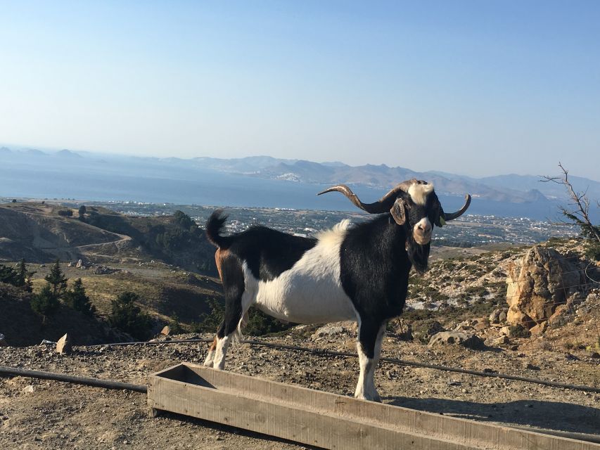 Kos: Full-Day Jeep Safari with Lunch - Key highlights worth planning around