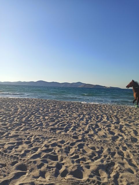 Kos: Horse Riding Experience on the Beach with Instructor - Why the beach plus horse combo works so well in Kos