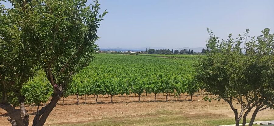 Kos: Wineries Tour w/ Wine Tastings & Transportation - Handy Tips to Get More Out of Your Tasting Day