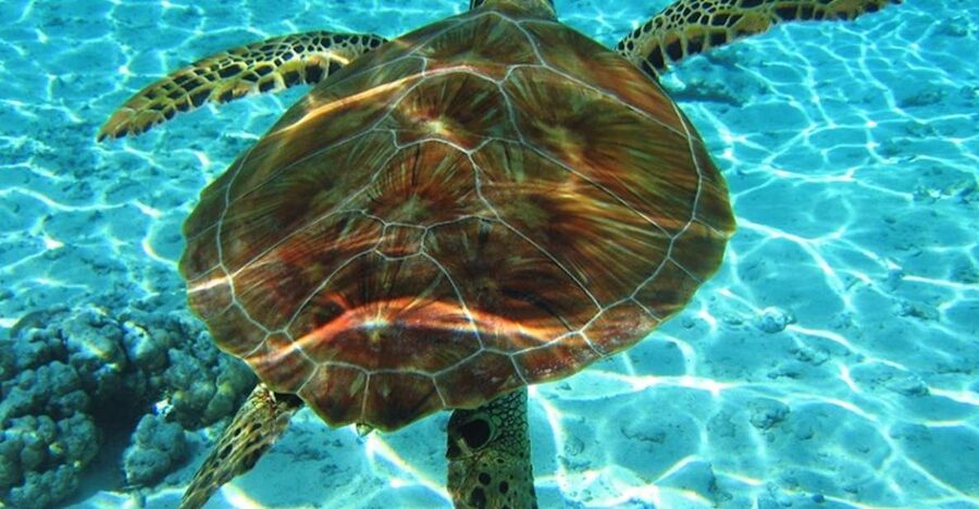 Laganas Zakynthos: Marathonissi, Keri Caves and Turtles Spot - Key Things That Make This Laganas Turtle Tour Feel Special