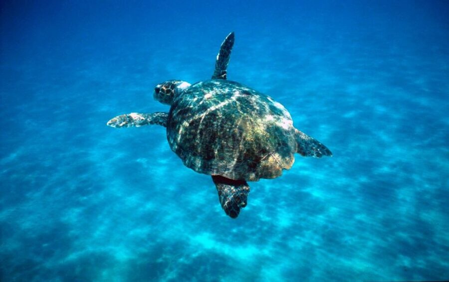 Laganas Zakynthos: Marathonissi, Keri Caves and Turtles Spot - Why This Tour Works So Well from Laganas
