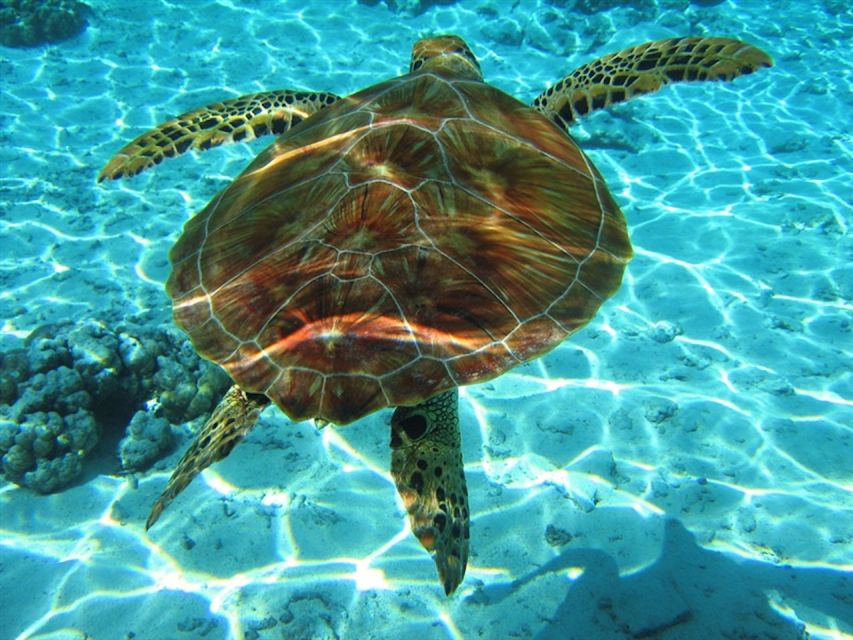 Laganas Zakynthos: Marathonissi, Keri Caves and Turtles Spot - Laganas Bay Turtle Spotting Through the Transparent Floor