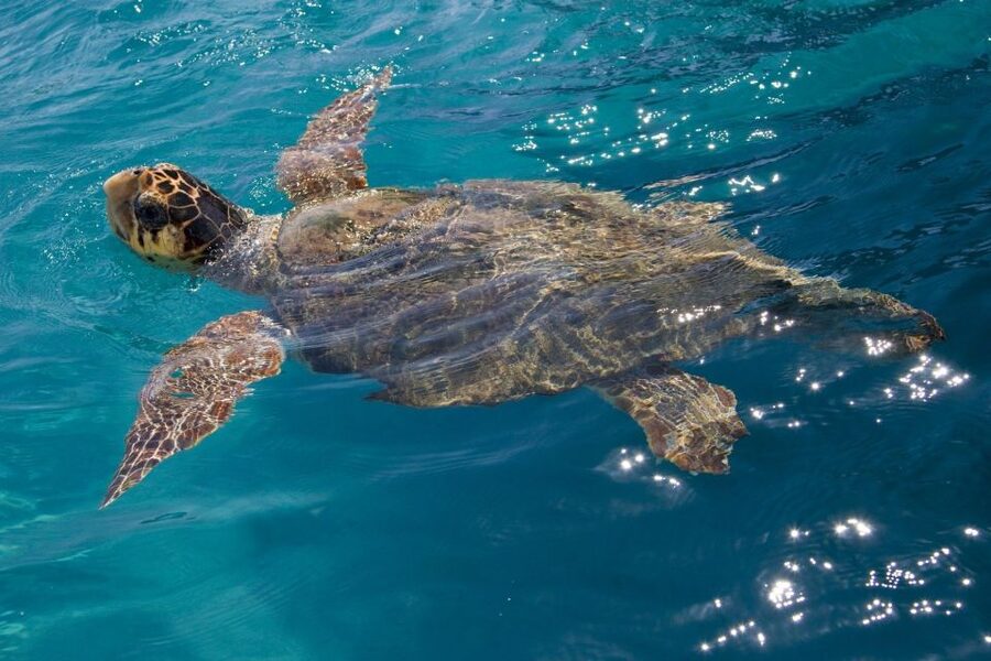 Laganas Zakynthos: Marathonissi, Keri Caves and Turtles Spot - Price and Value: What $29 for 3 Hours Buys You