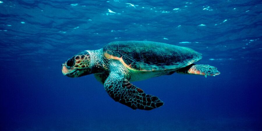 Laganas Zakynthos: Marathonissi, Keri Caves and Turtles Spot - The Glass-Bottom Boat: Comfort, Seating, and What You Will Actually See