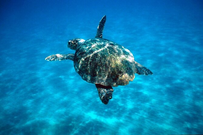 Laganas Zakynthos: Marathonissi, Keri Caves and Turtles Spotting - Price and value: is this worth the money?