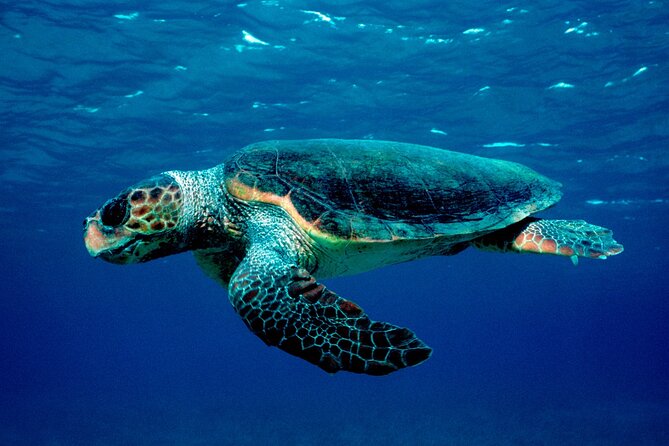 Laganas Zakynthos: Marathonissi, Keri Caves and Turtles Spotting - Marathonissi (Turtle Island): sand, turquoise water, and quick snorkel chances