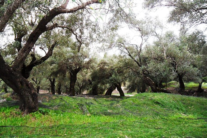 Leisurely Tour of Corfu - The Koum Kouat Distillery Stop, What You Might Taste