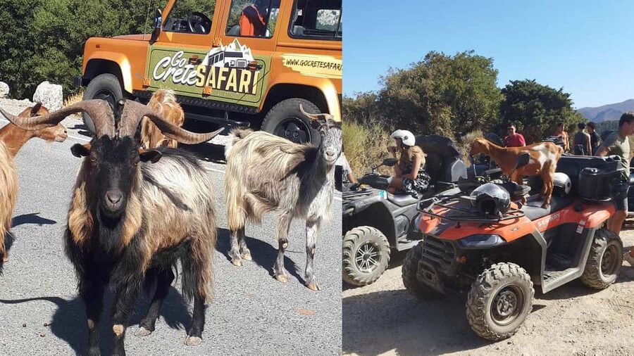 Malia: Off-Road Quad Safari Tour with Lunch and Transfers - Why This Quad Safari Works: Olive Groves, Vineyards, and Dusty Fun