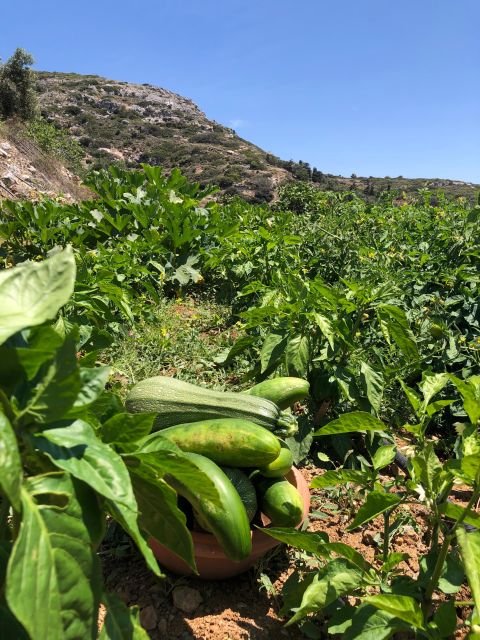 Melanes: Naxos Perivoli Farm & Cooking Class with Wood Fire - Lunch with local wine, dessert, and the feeling of eating what you made