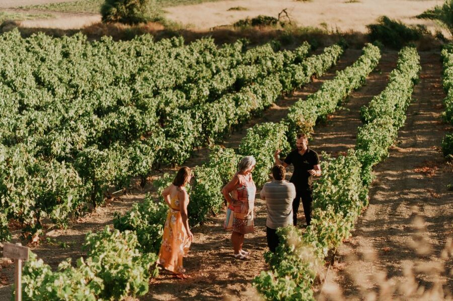 Milos Island: Kostantakis Winery Wine Tasting Experience - Vineyard walk: indigenous grapes and volcanic island growing