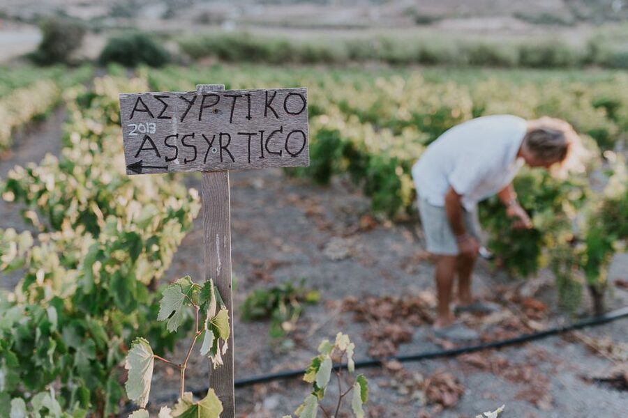 Milos Island: Kostantakis Winery Wine Tasting Experience - Inside the cave cellar: where storage shapes the mood